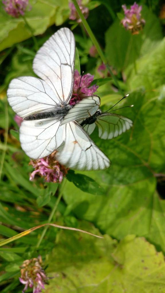 Andrea_Brock_Healing pranic healing white butterfly